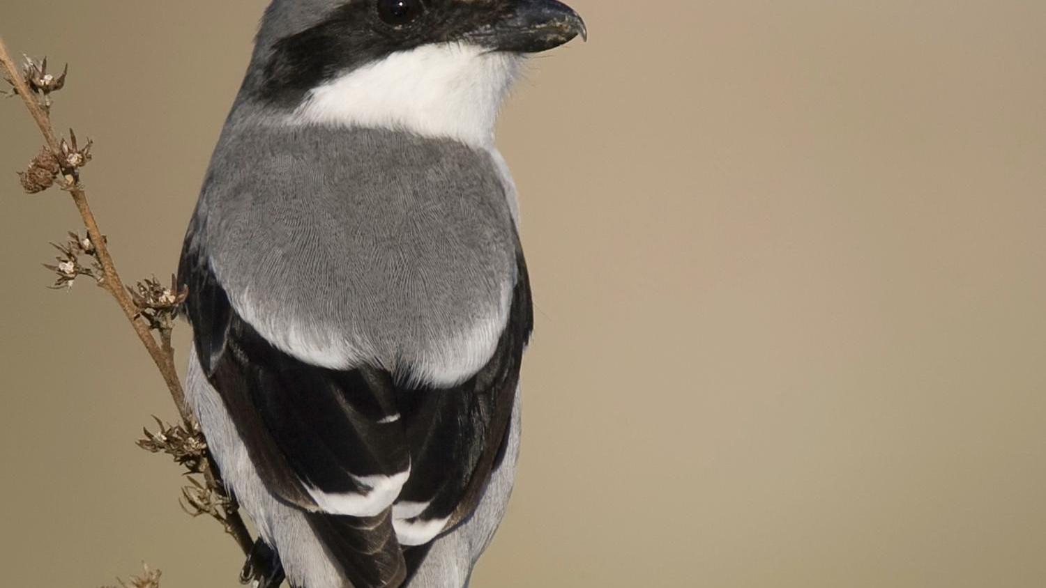 Not all birds of prey are what they seem